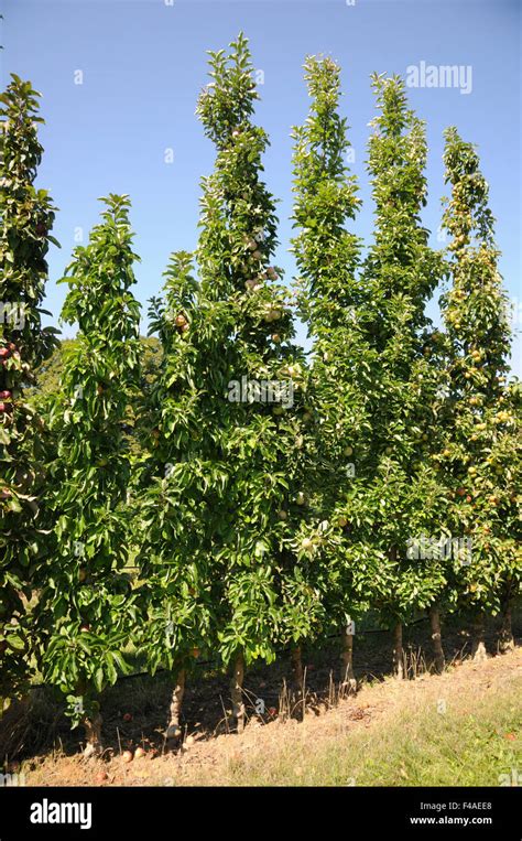 Columnar apple tree Stock Photo: 88741360 - Alamy