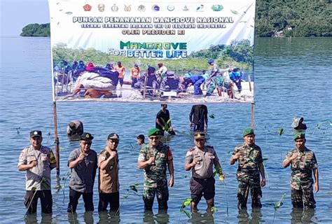 Kodim Polewali Mandar Laksanakan Program Penanaman Mangrove Di