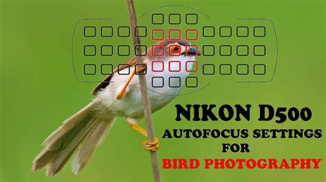 Nikon D500 Auto Focus Settings For Bird Photography Nikon D500 Auto