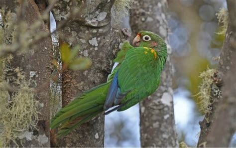 Home E O Wilson Biodiversity Foundation