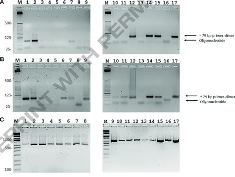 Assay For Polymerase Activity Prior To Thermal Activation Polymerase