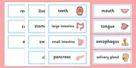 The Digestive System Word Cards Teacher Made