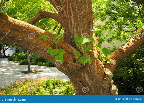 Naked Coral Tree Stock Image Image Of Erythrina Sunny