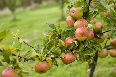 Apple Tree