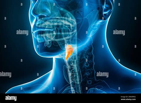 Imagen De Rayos X De Epiglotis 3d Que Representa La Ilustración Con