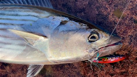 Bonito Catch And Cook Tempura And Sashimi Sydney Land Based Lure