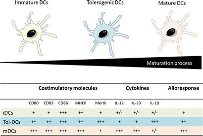 Frontiers Tolerogenic Dendritic Cells As A Promising Antigen Specific