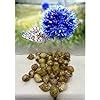 GARTHWAITE NURSERIES 10 Allium Caeruleum Bulbs Azureum Deep