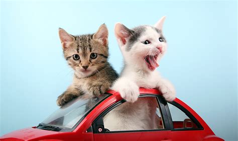 Cats Planes And Automobiles Tips On Traveling With Your Best Friend