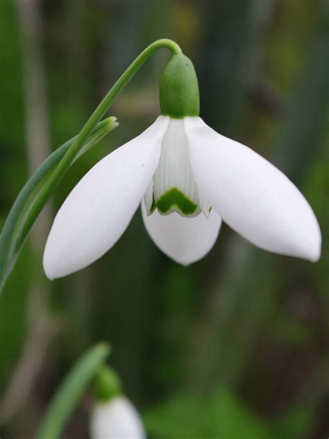 Galanthus Elwesii McNamara The Beth Chatto Gardens