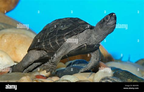 Chinese Three Keeled Pond Turtle Hi Res Stock Photography And Images