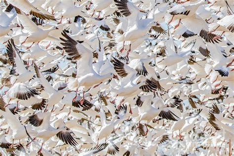 Birds Of A Feather Flock Together Photograph By John Hartung