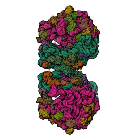 Rcsb Pdb Fxc The Cryo Em Structure Of Hibernating S Ribosome