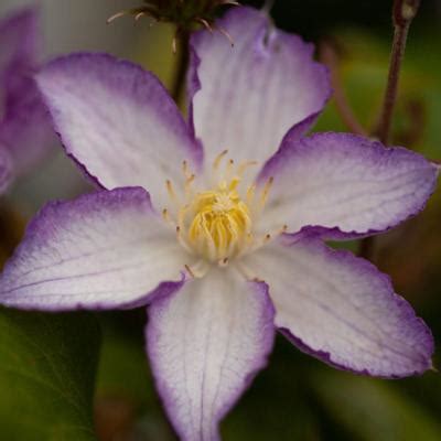 Clematis Happy Birthday Buy Plants At Coolplants