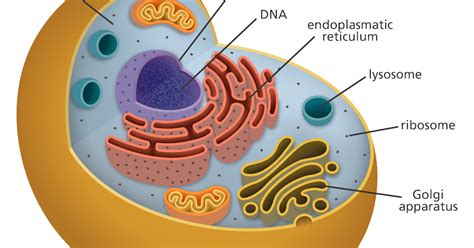 Class 9 Fundamental Unit Of Life Cell Second Part