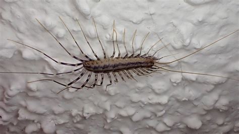 Scutigera Coleoptrata House Centipede 10000 Things Of The Pacific