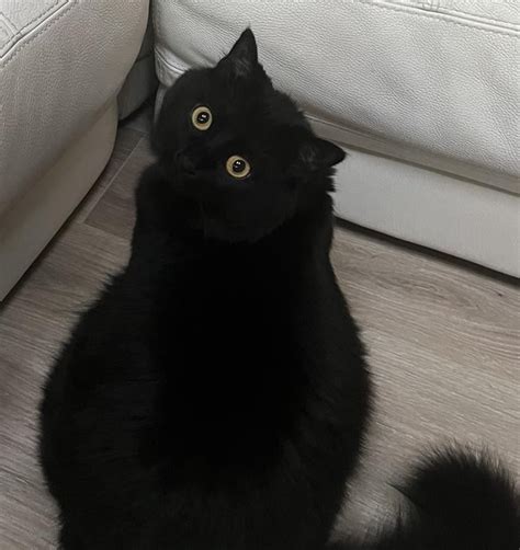 Void with big eyes : r/blackcats