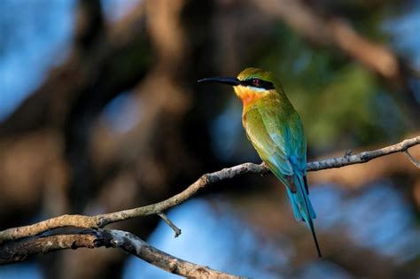 Premium Photo Bluetailed Beeeater Or Merops Philippinus Perches On