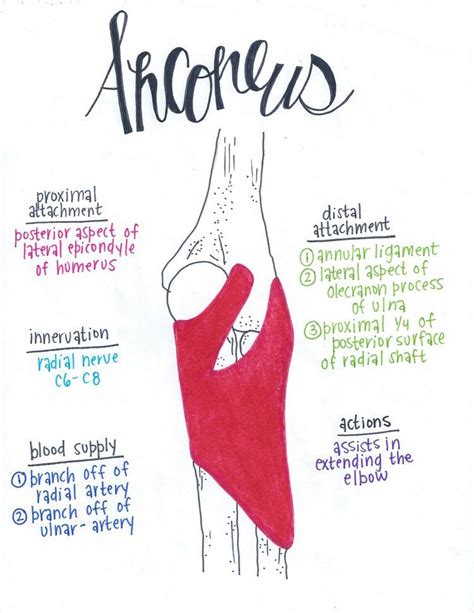 Anconeus Muscle Anatomy Human Anatomy And Physiology Medical Anatomy