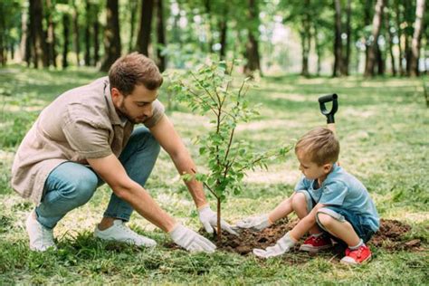 Un Albero Per Ogni Nato A Mattinata La Piantumazione Di 33 Nuovi