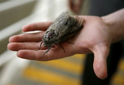 Bogong Moth Added To The International Union For Conservation Of Nature