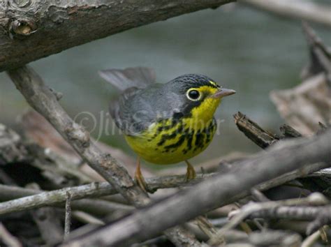 Warblers At Whitnall Park In Milwaukee Wisconsin On May 14 2016