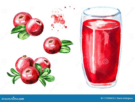 Glass Of Cranberry Juice And Fresh Ripe Berries Set Watercolor Hand Drawn Illustration