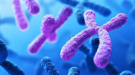 Unit 2 Genetics Diagram Quizlet