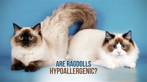 Are Ragdolls Hypoallergenic A Guide For Allergy Sufferers