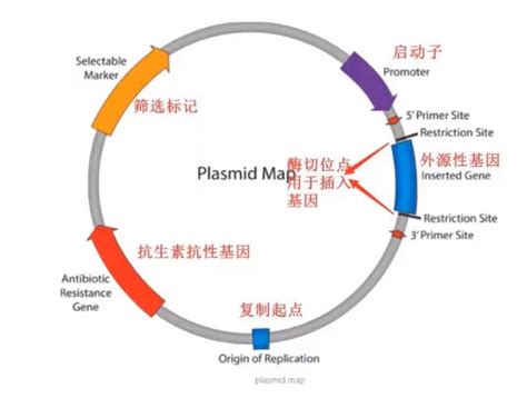 分子克隆技术中常见载体质粒的分类及结构原件 生物器材网