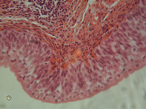 Epithelial Tissues