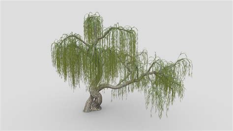 Weeping Willow Tree S Buy Royalty Free D Model By Asma D Ac A A