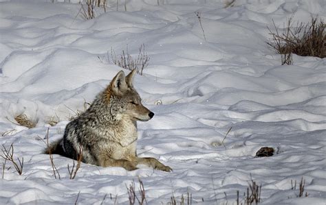 Coyote in Snow Photograph by Cheryl Strahl - Fine Art America