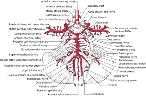 Cerebrovascular System Something To Remember Carotid Artery