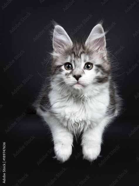 Grey And White Maine Coon Kittens