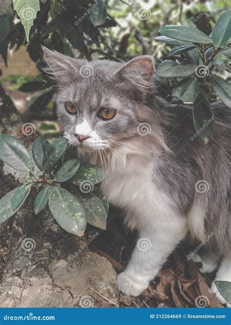 Male Persian Cat Breed Stock Photo | CartoonDealer.com #9324222