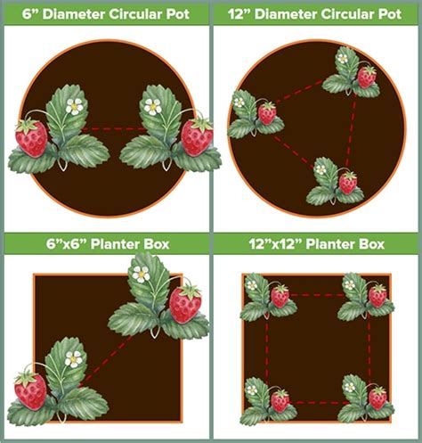 Growing Strawberries In Pots Planters And Containers How To Grow