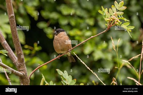 Male and female bullfinch building there nest hi-res stock photography ...