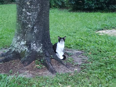 Our cat took an unexpected turn for the worst last night and passed