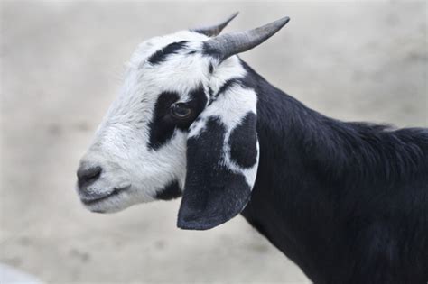 Domestic Goat | ClipPix ETC: Educational Photos for Students and Teachers