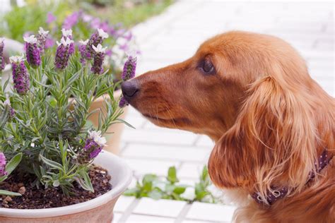 Plantas para quem tem animal de estimação em casa Apê11