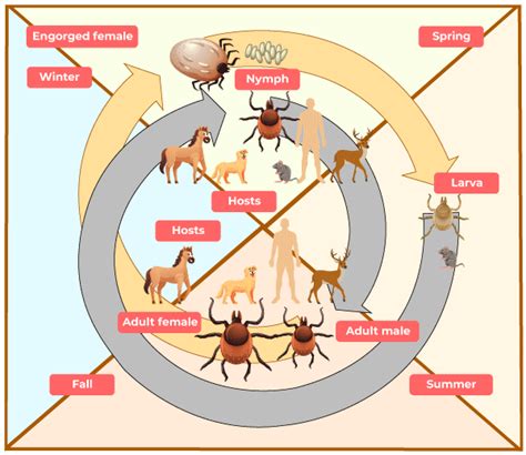 Parasitism Definition Types Examples And Diagram Off