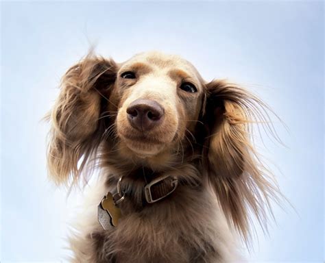 Meet The Adorable Long Haired Dachshund Rocky Kanaka