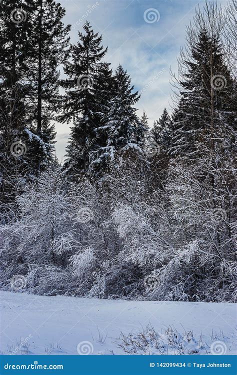 Tall Pine Trees at a Snow Covered Park Stock Photo - Image of branches ...