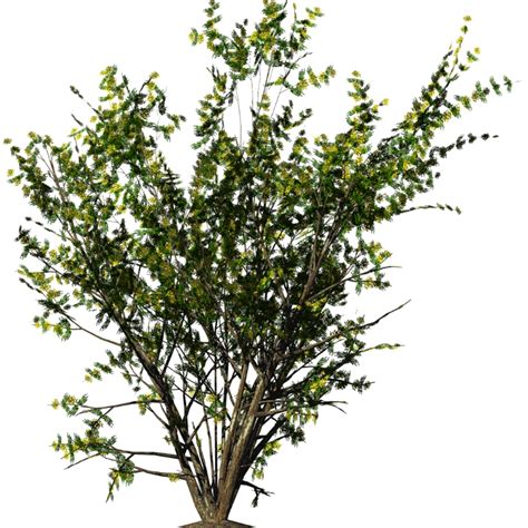 Shrub Flower Bushes Png Download 768768 Free Transparent Shrub