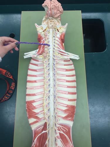 Spinal Cord Structures Flashcards Quizlet