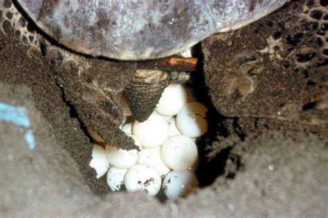 Olive Ridley Sea Turtle – "OCEAN TREASURES" Memorial Library