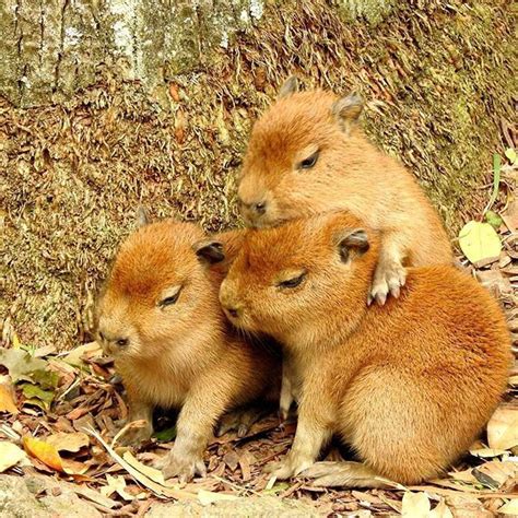 #Repost @aucklandzoo - - - - - - Check out these cute capybara babies ...