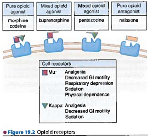 Pharm Pain Flashcards Quizlet