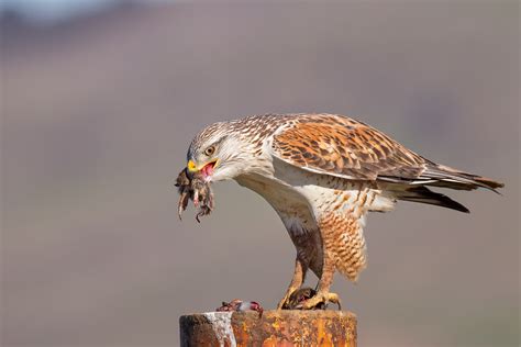 FERRUGINOUS HAWK